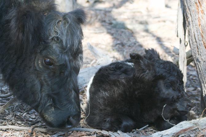 DMB Belted Galloway mother and baby